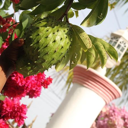 מונטגו ביי Sweetsop Jamaica Villa And Tours מראה חיצוני תמונה