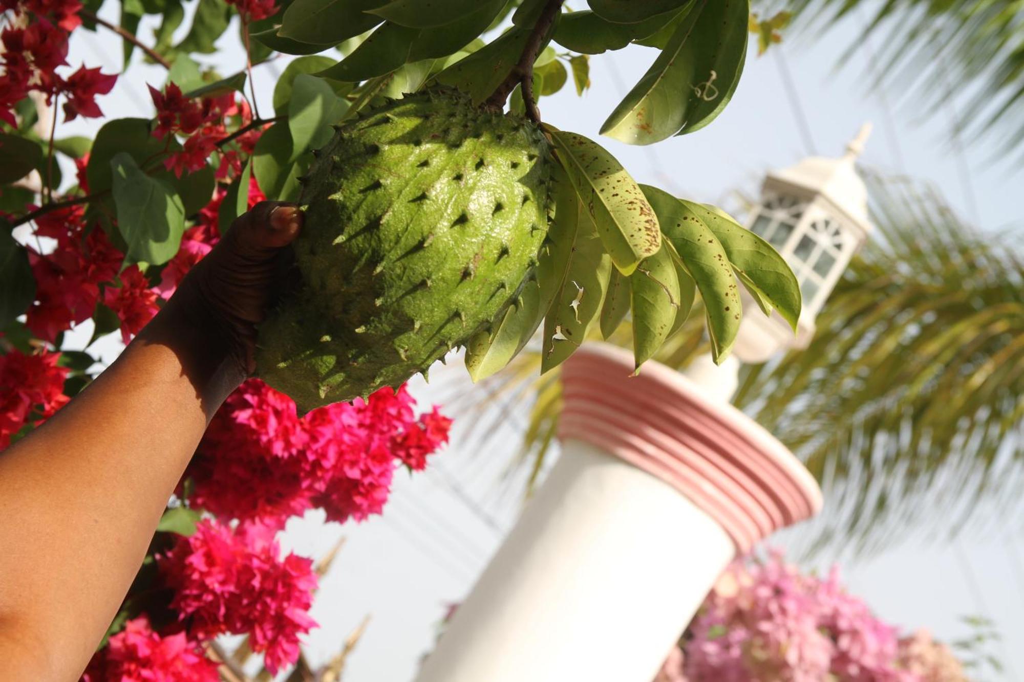 מונטגו ביי Sweetsop Jamaica Villa And Tours מראה חיצוני תמונה
