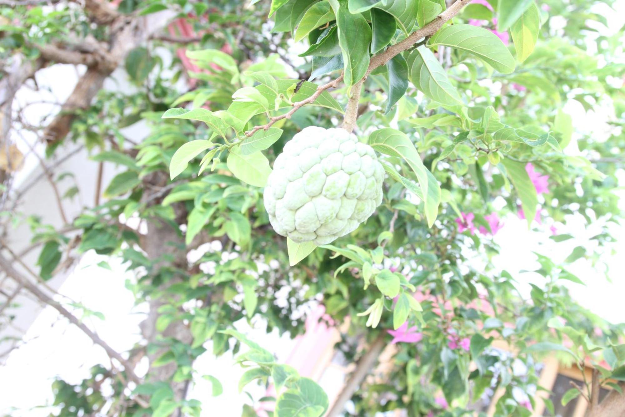 מונטגו ביי Sweetsop Jamaica Villa And Tours מראה חיצוני תמונה